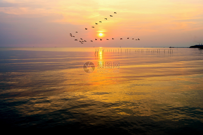 场景晚上黄色的在金光天空和阳上穿过明黄太阳的一条直线飞行海鸥鸟群在金光天空和阳中飞过明亮的黄太阳光反映了日出时落背景泰国海鸥在日图片