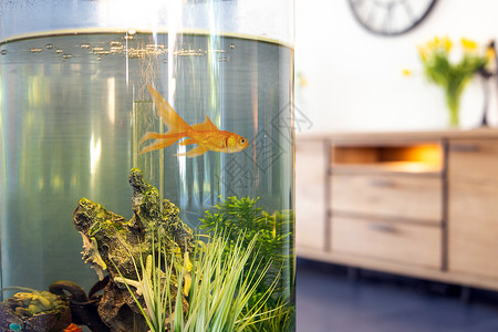 玻璃鱼缸水色鱼缸中的金和起居室罐中气泡水泵回过头来设计鱼碗中的金在起居室的罐中气泡水泵单身的金背景