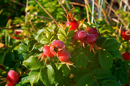 夏天清晨露在玫瑰上花在树枝上野玫瑰的和成熟丰美的桃子红绿玫瑰野和成熟的莓果酒食物植图片