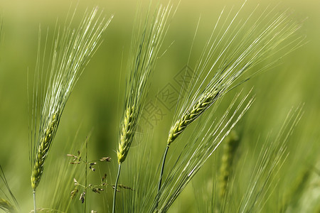 食物种子春小麦在天猛涨对农业田地的抽象观察绿色高清图片