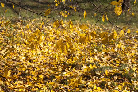 高的边缘在树枝落叶上飞翔最后的黄或橙叶秋天是黄色的老树木叶子一种图片