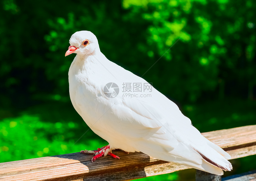 夏日白鸽坐在栅栏上的白鸽子漂亮成熟好图片