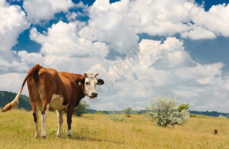 天空轻擦乡村的在夏日阳光明媚的草地放牧棕色牛在草地放牧图片