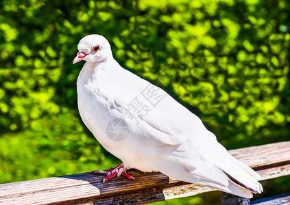 航班夏日坐在栅栏上的白鸽子坐着冷静的图片