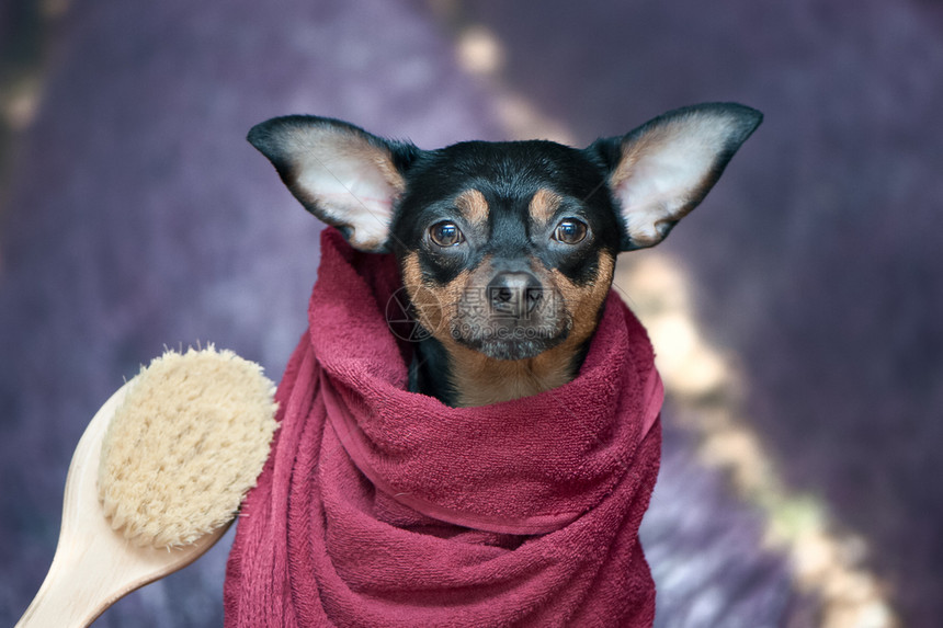 有趣的小狗在洗澡后穿毛巾的狗漂亮肖像剪贴式采用温泉程序的概念背景熏衣草田身体浴缸气泡图片