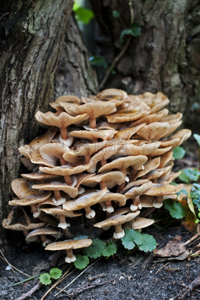 草地森林中的蘑菇美丽绿色图片