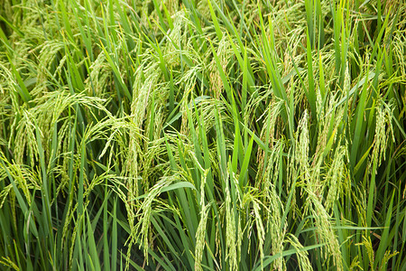 抽穗的水稻稻田图片