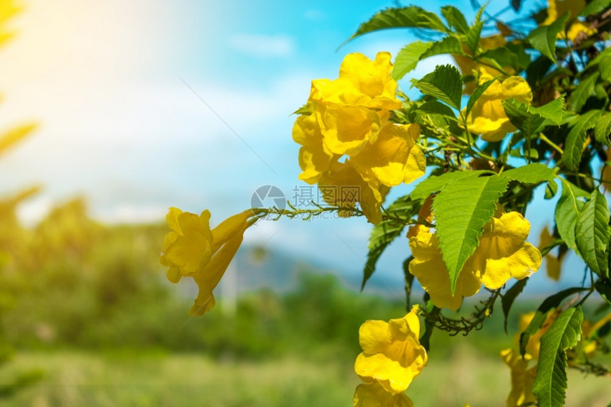 花瓣景观园和阳光中的黄花蓝天空背景的植物群图片