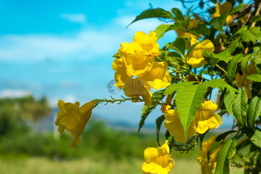卡片开花园和阳光中的黄花蓝天空背景的花图片