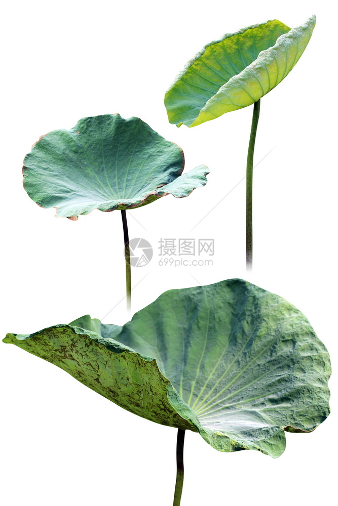 植物花萼亚洲在白色背景上隔离的李垫和莲花芽图片
