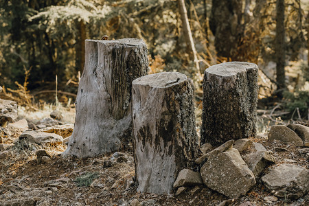 公园在安塔利亚相邻的森林中砍伐三棵树景观美丽的背景图片