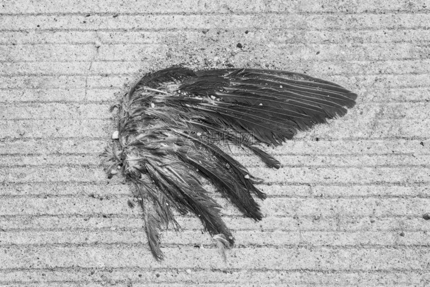棕色的翅膀BW混凝土地板上鸟翼的残骸水平图片