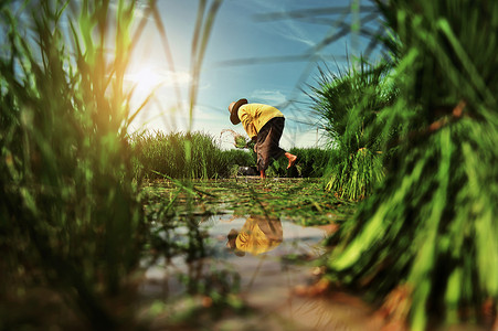 农民在稻田工作准备雨季播种的苗泰国和收成草地传统的图片