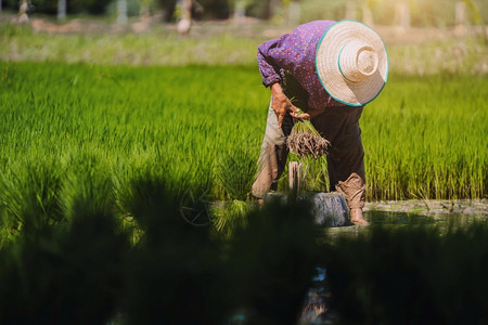 自然培育字段农民在稻田工作准备雨季播种的苗泰国和图片