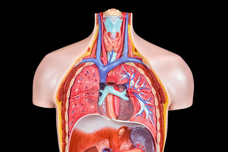 肌肉功能以黑背景隔离肺部和喉咙的模拟人体内部身模型黑色的里面德尔登设计图片