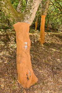 在葡萄牙阿尔加夫市果园在腐木树上布着除去的皮软木生长材料图片