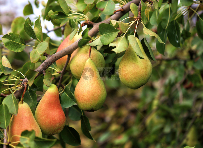 饮食树枝上成熟的红绿梨在树叶模糊和阳光柔的背景下树枝上成熟的梨在树叶模糊背景下花园健康图片
