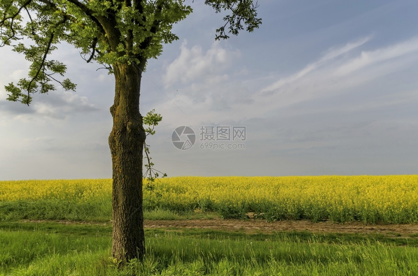 打印绿色树在黄的Colza田野里有蓝色的天空美妙强烈颜色保加利亚卢多戈里等位油料图片