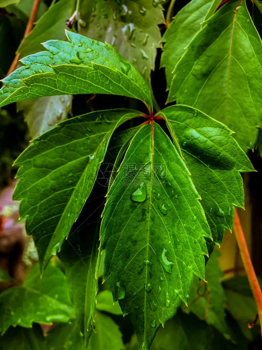 质地新鲜的葡萄酒雨后露的树枝上葡萄叶雨底树干后的紧闭绿葡萄叶图片