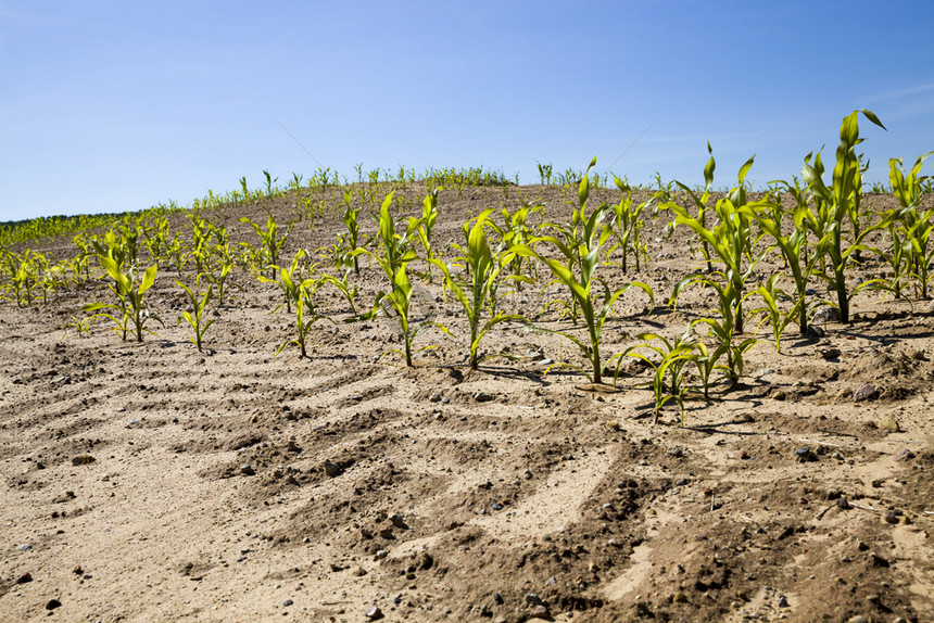 晴天黑麦在一个农耕田地夏季的沙土上种植青绿玉米甜以换取粮食在沙地上种植绿色玉米碎石图片