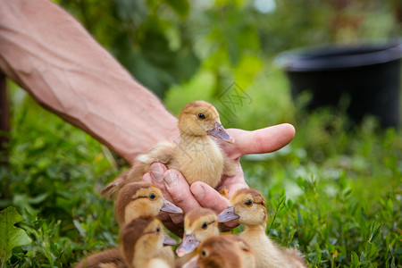 农场院子里的小鸭宠物背景中的绿草小鸭子背景中的绿草喙蓬松色图片