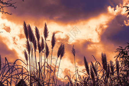 充满多彩云自然和农业背景的盛开青草观太阳丰富多彩的图片