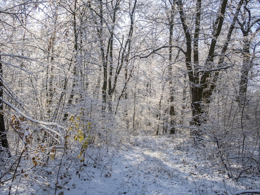 季节墙霜童话冬天冰森林美丽的背景与冰图片