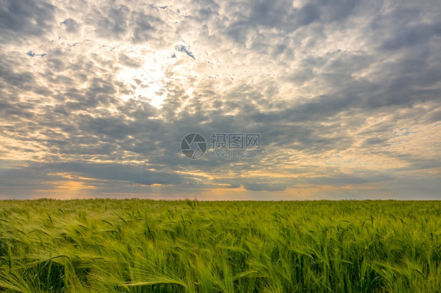 自由无尽的田野绿色小麦阳光照耀着太穿过惊人的云层绿小麦田上空的戏剧天季节图片