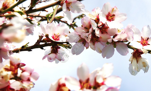 柔软的粉红花丛露桃树分支美丽的花图片