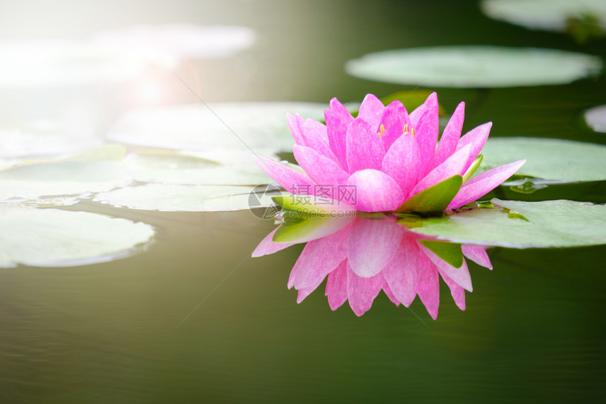 池塘中美丽的莲花图片