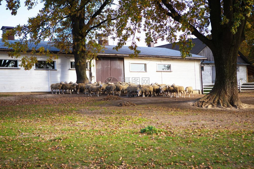 内存一群羊在绿色草地上站它的羊群附近一在绿色草地上的羊站在它群附近配种白色的图片