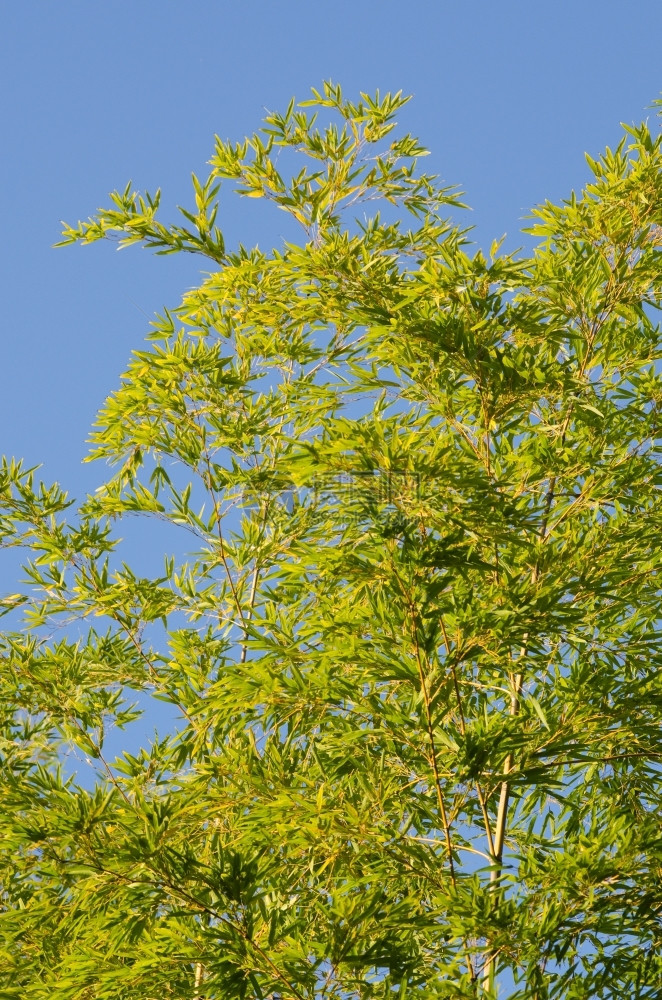 从下面看到的绿日本竹子树背景草木从下到热带自然树叶图片