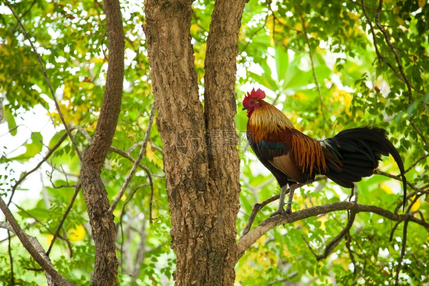 食物美丽的羽毛黑红灰白棕色等颜的公鸡种类繁多图片