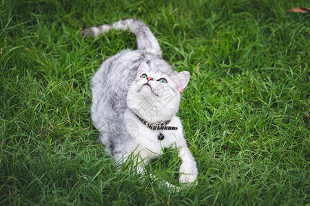 绿草地上的银渐层猫咪背景图片