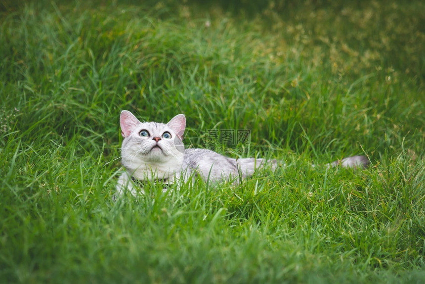 草地上躺着仰望的猫咪图片