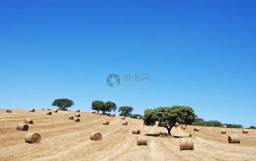 变暖环境金的葡萄牙南部草原滚图片