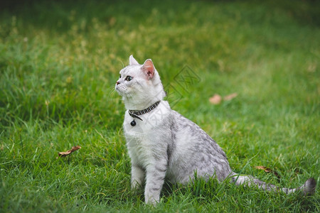 坐在绿草地上的猫咪图片