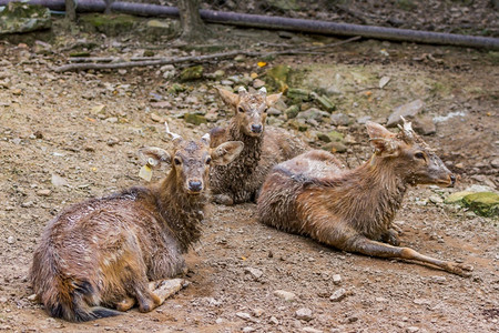 草食动物坐在公园里的年轻雄鹿非常泥泞季节图片