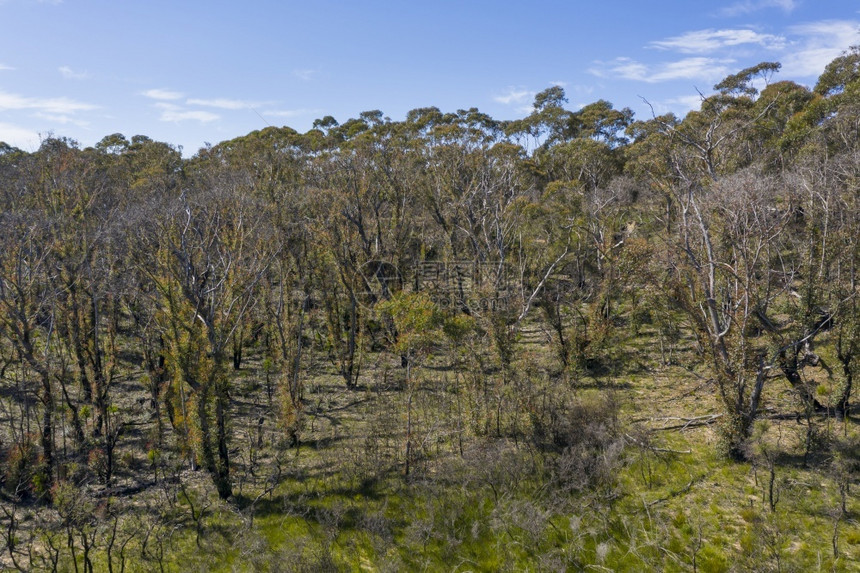 澳大利亚新南威尔士州蓝山区域新南威尔士州青山野火后森林再生的空中观景阳光树木外部图片