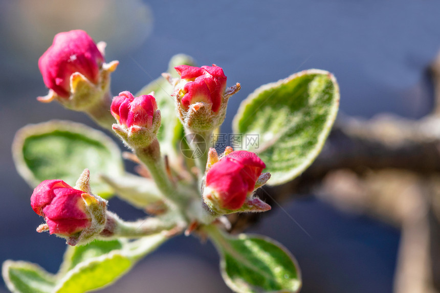 植物群乌克兰一棵苹果树的红闭花蕾其绿天鹅绒叶模糊在阳光下蓝色背景的面上一棵苹果树的红色封闭花芽其蓝天空的背景是模糊出去图片