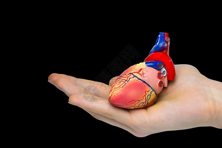 手握人造心脏模型的与黑色背景隔绝医疗的身体专家图片
