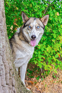 沙哑哈士奇绿色狗从树干后面瞪着狼的哈斯基犬图片