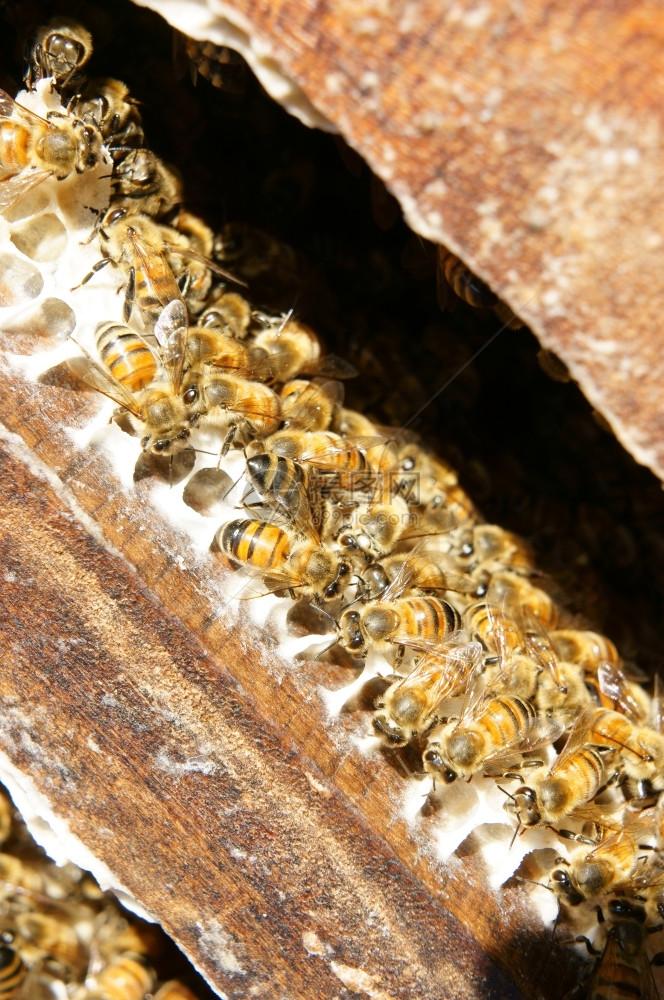 细胞越南养蜂农业蜜蜂罐达拉特丛林蜜蜂群是营养饮食蜂在巢工作阴凉处丰富多彩的图片