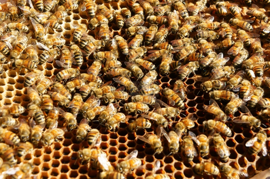 越南养蜂农业蜜蜂罐达拉特丛林蜜蜂群是营养饮食蜂在巢工作亚洲窝图片