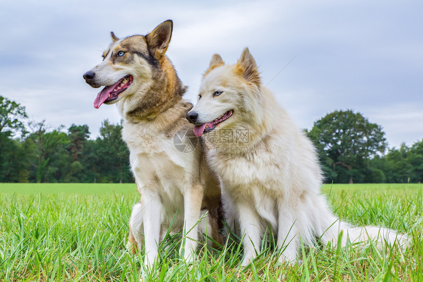 两只哈斯基狗在草地上并肩坐在草地上哈士奇沙哑天空图片
