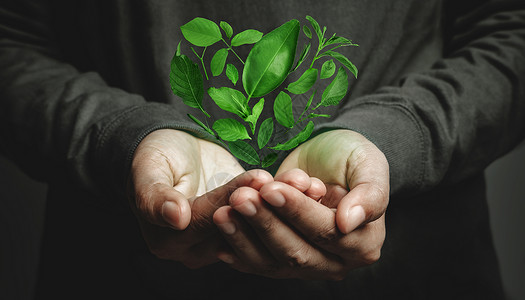 绿心黑豆雨世界地球日概念世界地球日绿色能源可再生和持续资源环境和生态照护环境与理用手把绿色叶子作为形状节省关设计图片