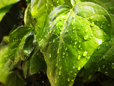 美丽的抽象近距离观察绿树叶和一些水滴季节概念雨和露飞沫图片