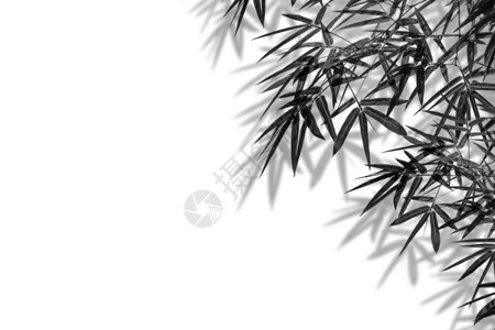 白色墙上的黑竹叶和白阴影背景空白复制间绿色质地植物群图片