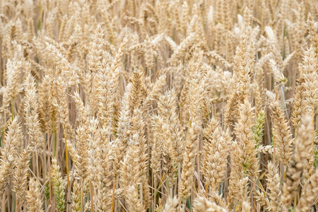 农村田间小麦的金耳朵草地小麦成熟耳朵的背景丰收概念果实获庄稼富有的图片