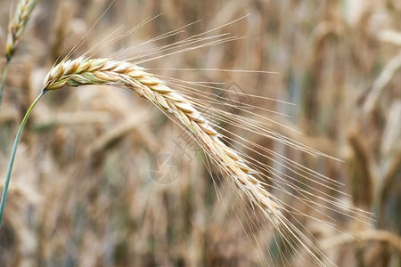金的农业田间小麦金耳朵草地小麦成熟耳朵的背景丰收概念果实获场地图片
